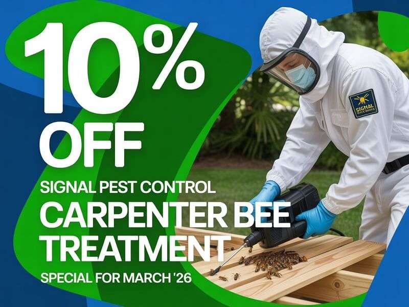 Carpenter Bee Treatment
